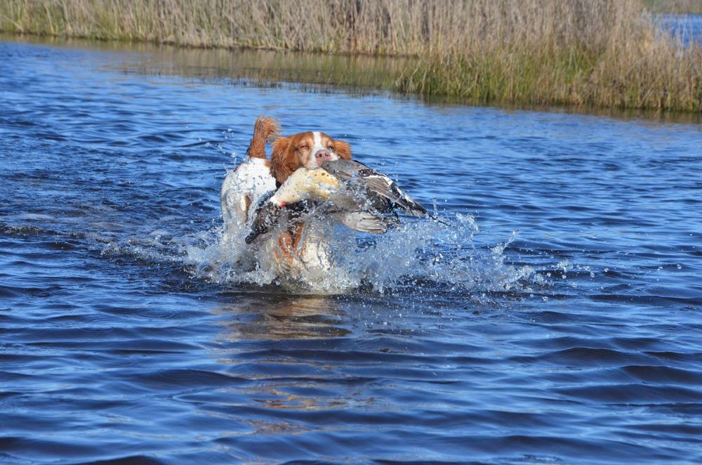 Hunting dog carrying waterfowl in water